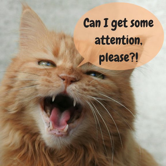 Cat Meow Blog Attention