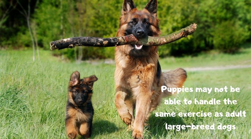 Large Breed Puppies Blog Exercise